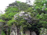 2009.05.05　大谷景観公園