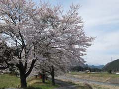 2012.04.15 鹿沼市見野の河川敷きのさくら
