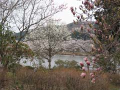 2012.04.15 錦鯉センター